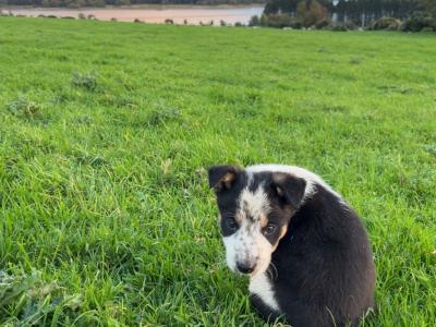 Border Collie puppies in Wicklow