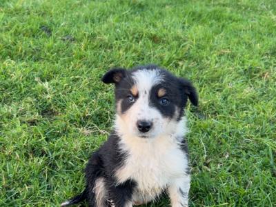 Border Collie puppies in Wicklow