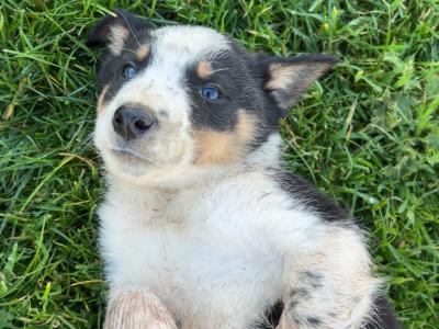Border Collie puppies in Wicklow