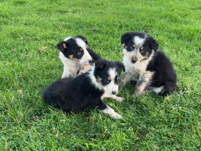 Border Collie puppies in Wicklow