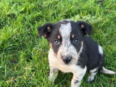 Border Collie puppies in Wicklow