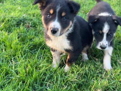 Border Collie puppies in Wicklow