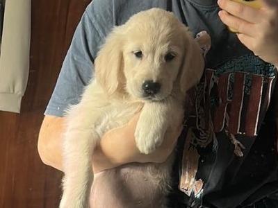 IKC Registered Golden Retriever female puppy