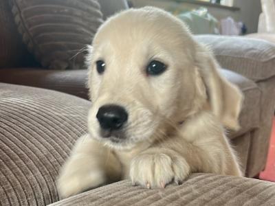 IKC Registered Golden Retriever female puppy