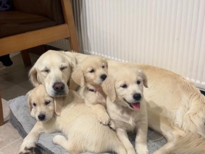 IKC Registered Golden Retriever female puppy