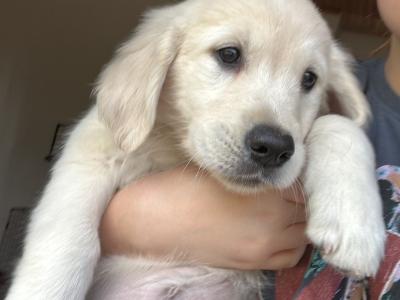 IKC Registered Golden Retriever female puppy