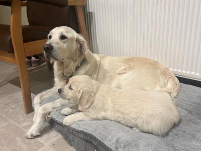 IKC Registered Golden Retriever female puppy