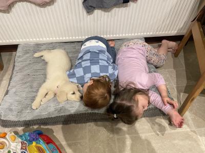 IKC Registered Golden Retriever female puppy