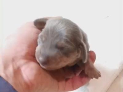 Elvis the Dachshund for stud in Cork