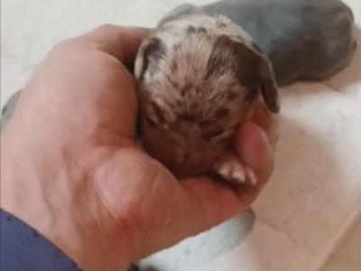 Elvis the Dachshund for stud in Cork