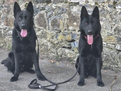 Straight Back IKC Registered German Shepherd puppies in Limerick