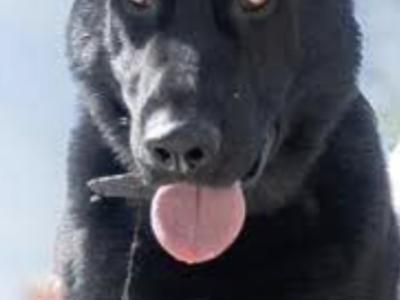 Straight Back IKC Registered German Shepherd puppies in Limerick