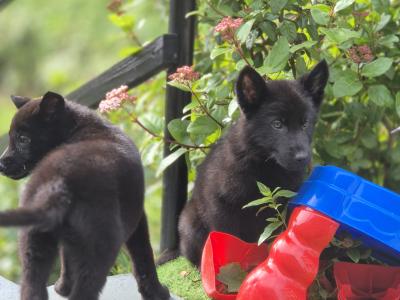 Straight Back IKC Registered German Shepherd puppies in Limerick
