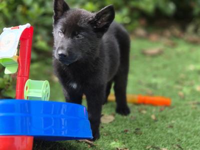 Straight Back IKC Registered German Shepherd puppies in Limerick