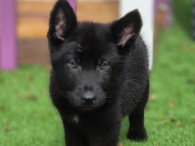 Straight Back IKC Registered German Shepherd puppies in Limerick