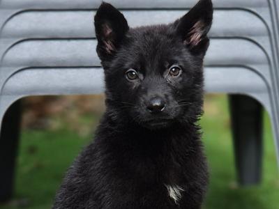Straight Back IKC Registered German Shepherd puppies in Limerick