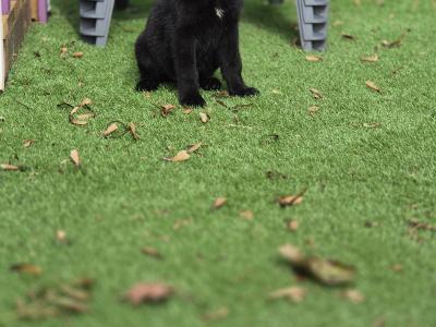 Straight Back IKC Registered German Shepherd puppies in Limerick