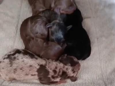 Elvis the Dachshund for stud in Cork