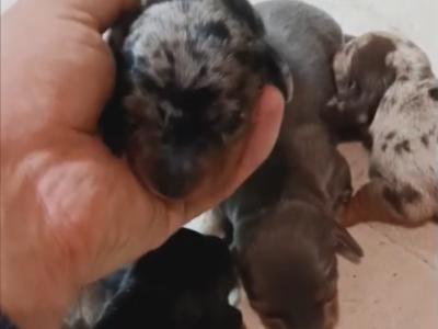 Elvis the Dachshund for stud in Cork