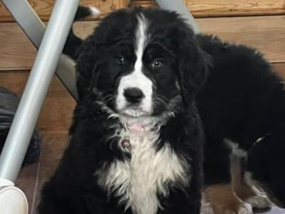 ON HOLD Bernese Mountain Dog cross puppies in Galway