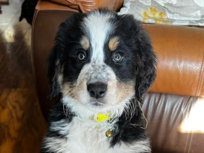 ON HOLD Bernese Mountain Dog cross puppies in Galway