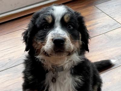 ON HOLD Bernese Mountain Dog cross puppies in Galway
