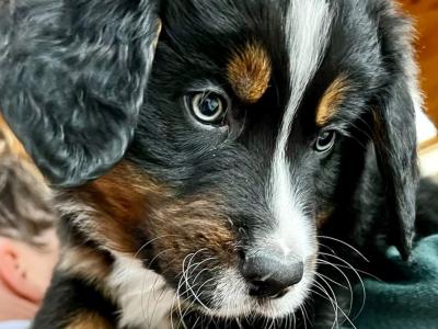 ON HOLD Bernese Mountain Dog cross puppies in Galway