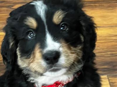 ON HOLD Bernese Mountain Dog cross puppies in Galway