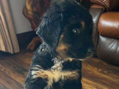 ON HOLD Bernese Mountain Dog cross puppies in Galway