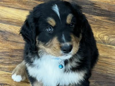ON HOLD Bernese Mountain Dog cross puppies in Galway