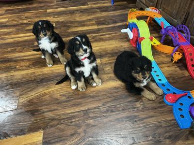 ON HOLD Bernese Mountain Dog cross puppies in Galway