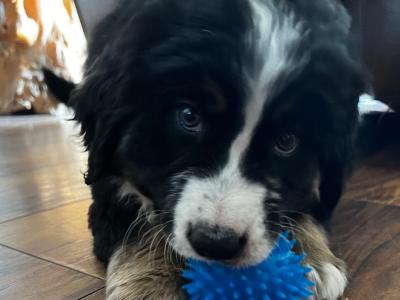 ON HOLD Bernese Mountain Dog cross puppies in Galway
