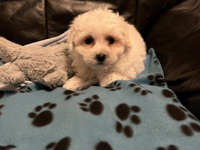 Maltese X pups. Westmeath. Males available.
