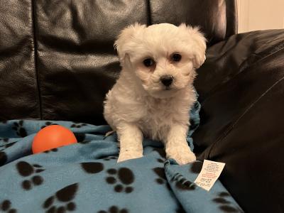 Maltese X pups. Westmeath. Males available.