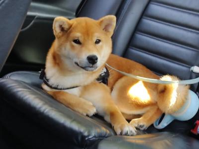 Fox is a purebred male Japanese Red Shiba Inu puppy in Wexford