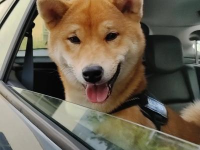 Fox is a purebred male Japanese Red Shiba Inu puppy in Wexford