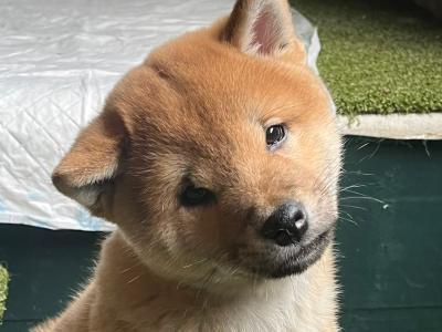 Fox is a purebred male Japanese Red Shiba Inu puppy in Wexford