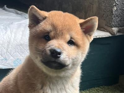Fox is a purebred male Japanese Red Shiba Inu puppy in Wexford