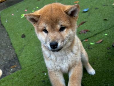 Fox is a purebred male Japanese Red Shiba Inu puppy in Wexford