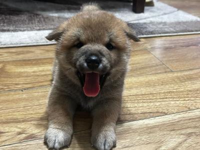 Fox is a purebred male Japanese Red Shiba Inu puppy in Wexford