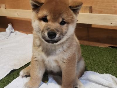 Fox is a purebred male Japanese Red Shiba Inu puppy in Wexford