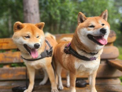 Fox is a purebred male Japanese Red Shiba Inu puppy in Wexford