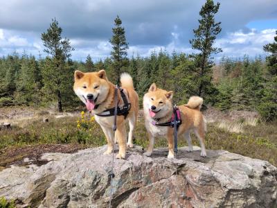 Fox is a purebred male Japanese Red Shiba Inu puppy in Wexford