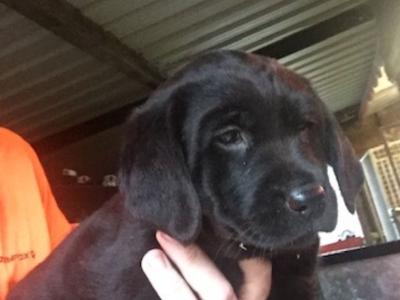 1 female left top quality old style Labrador puppy in Offaly