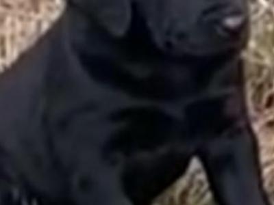 1 female left top quality old style Labrador puppy in Offaly