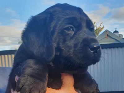 1 female left top quality old style Labrador puppy in Offaly