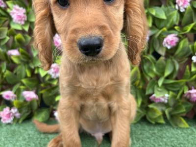 Genuine F1B Miniature Cockapoo puppies in Longford *Trained and health checked*