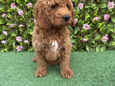 Genuine F1B Miniature Cockapoo puppies in Longford *Trained and health checked*