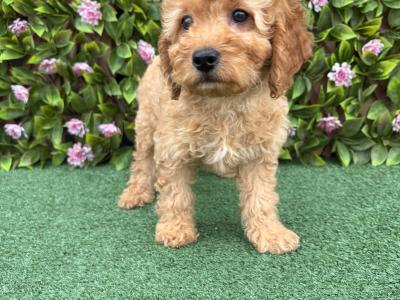 Genuine F1B Miniature Cockapoo puppies in Longford *Trained and health checked*