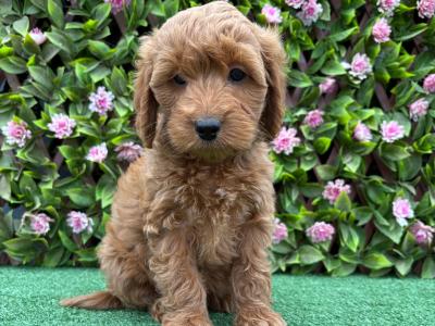 Genuine F1B Miniature Cockapoo puppies in Longford *Trained and health checked*